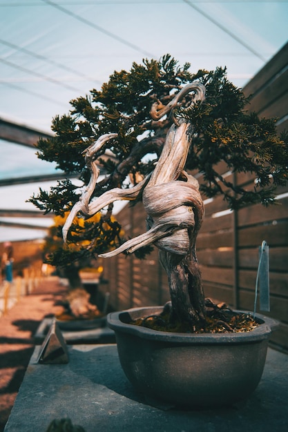 Foto close-up della statua contro le piante