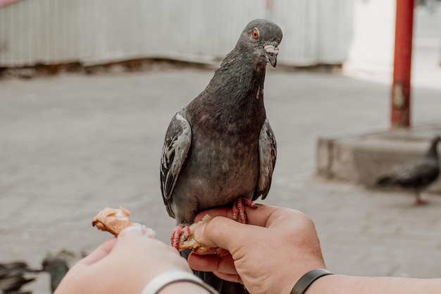 Close-up stedelijke schattige vogelduif die uit menselijke handen eet als een symbool van dierenverzorging