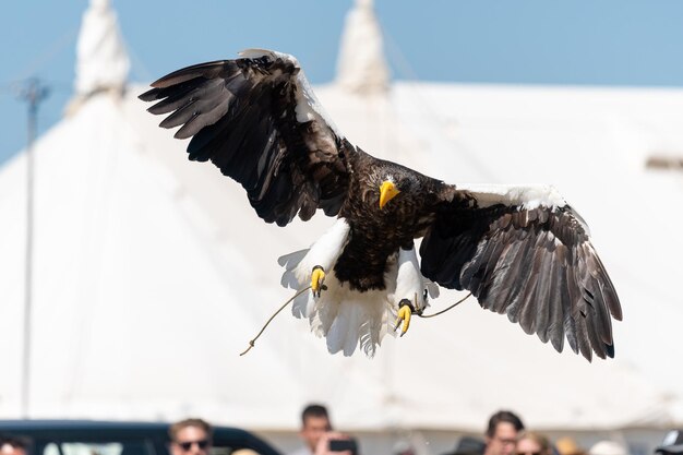 Foto close up di un'aquila marina stellare che vola in una dimostrazione di falconeria