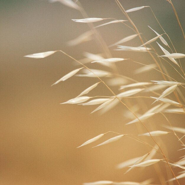 Photo close-up of stems against blurred background