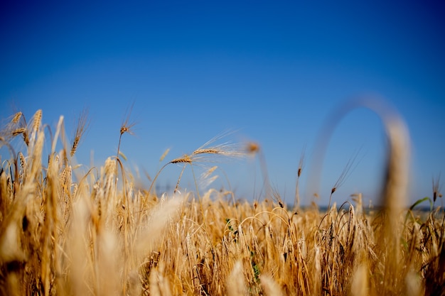 Close up of stems of gold and ripe rye