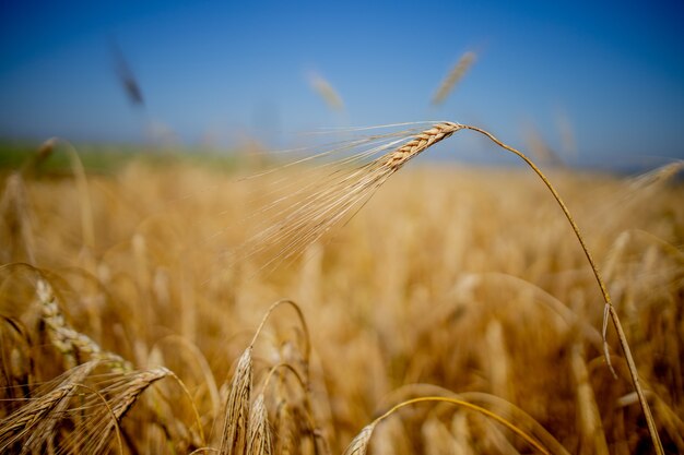 Close up of stems of gold and ripe rye.