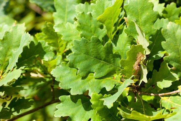 Close-up stevig groen eiken gebladerte in een bladverliezend bos