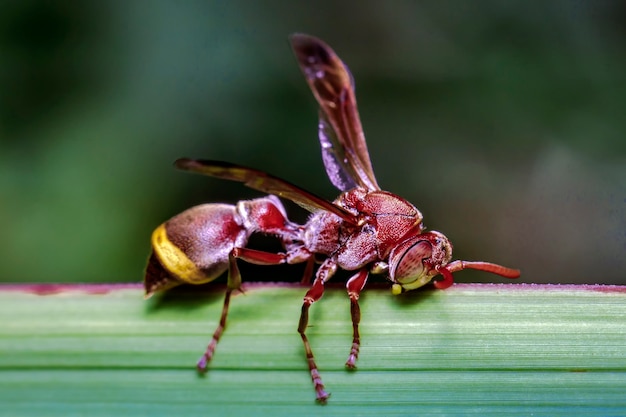 close up stinging bee