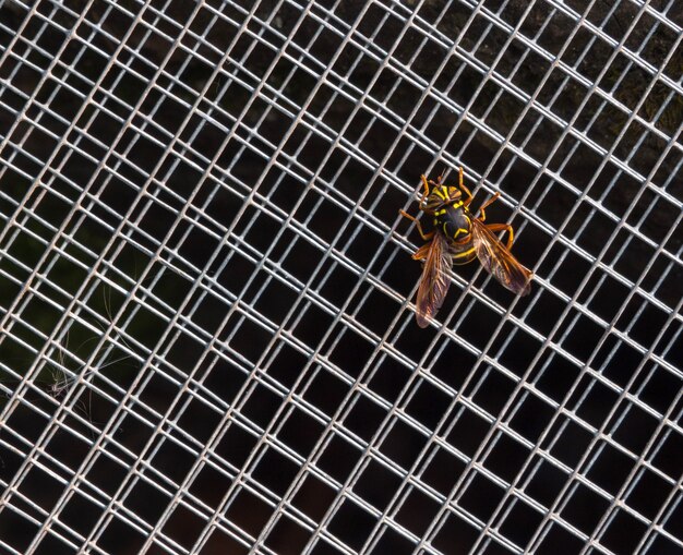 Close up of a stinging wasp sitting on a grid