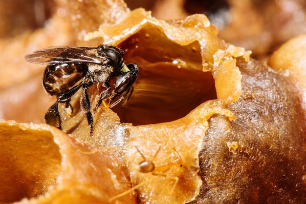 Photo close-up of stingless honey bee