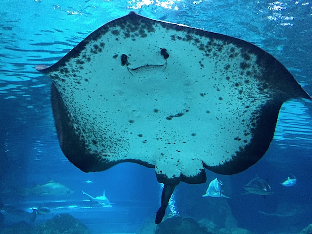 Foto prossimo piano di una razza che nuota in mare