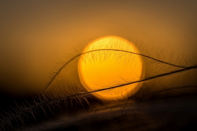 멋진 석양 빛에 stipa 식물의 클로즈업