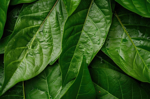 Close up stock photos of detailed soursop leaves