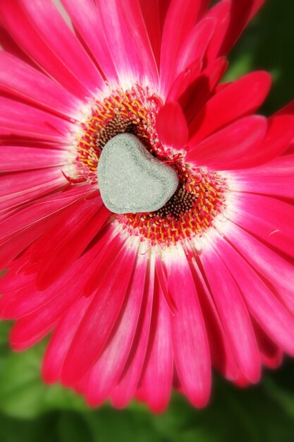 Foto close-up di una pietra su un fiore rosa