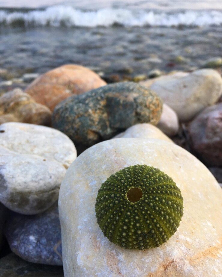 Photo 해변 에 있는 돌 들 의 클로즈업