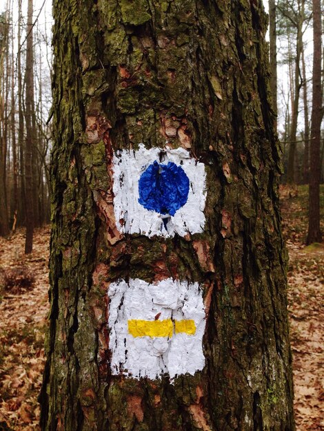 Foto close-up di un cartello di stop sul tronco di un albero nella foresta