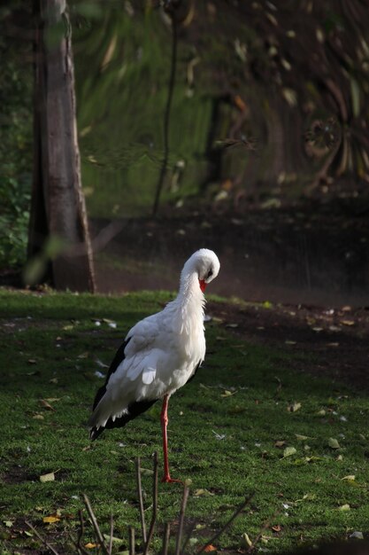 Close-up of stork