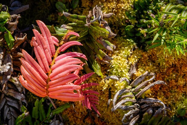 Primo piano di strane piante rosso vivo, forse felci, che crescono sulle pendici del vulcano la soufrière sull'isola di guadalupa nelle indie occidentali francesi