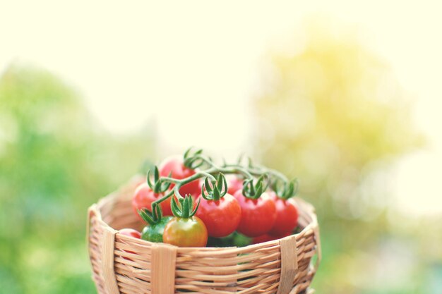 Photo close-up of strawberries in basket