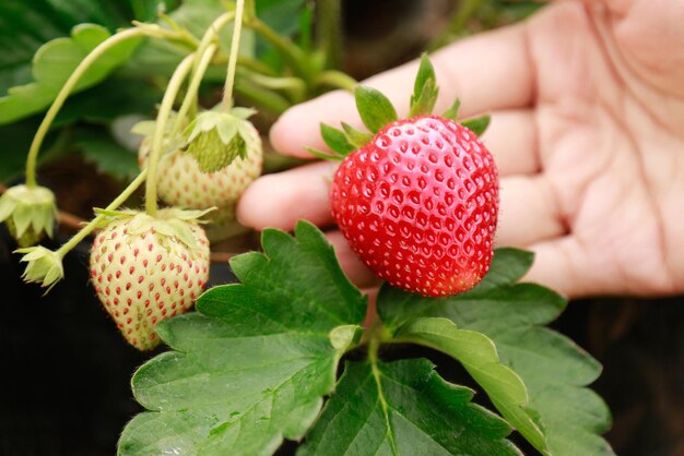 Close-up of strawberries growing on plant