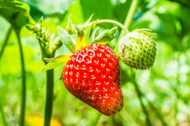 Close-up of strawberries growing on plant