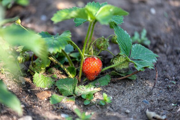 Close-up of strawberries on plant