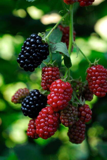 Close-up of strawberries on tree