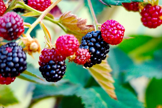 Foto prossimo piano delle fragole