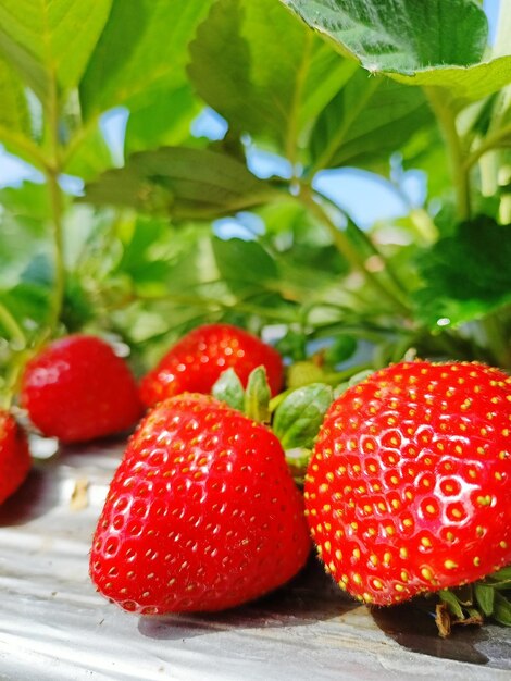 Close-up of strawberries