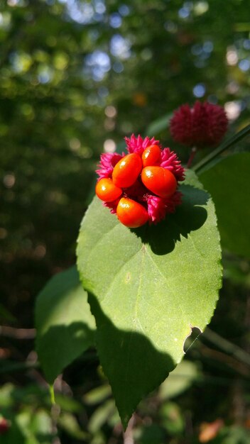 Foto close-up di un cespuglio di fragole sul campo