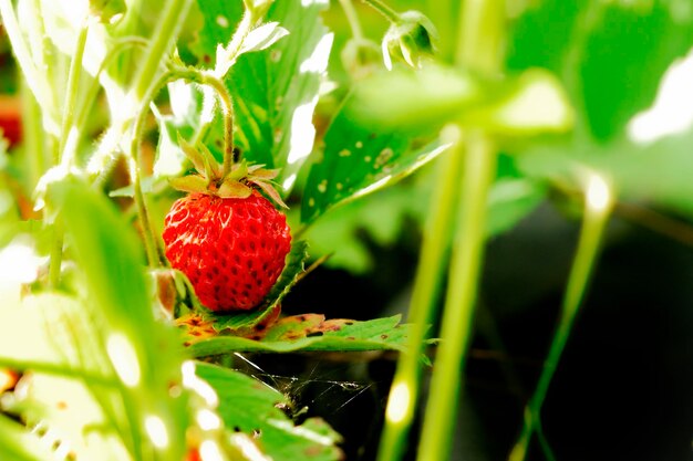 Close-up of strawberry growing in garden