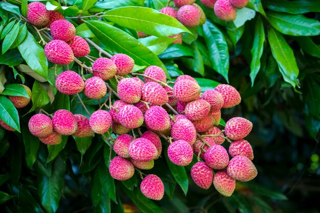 Photo close-up of strawberry growing on plant