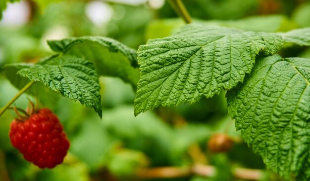 Foto prossimo piano della fragola che cresce sulla pianta