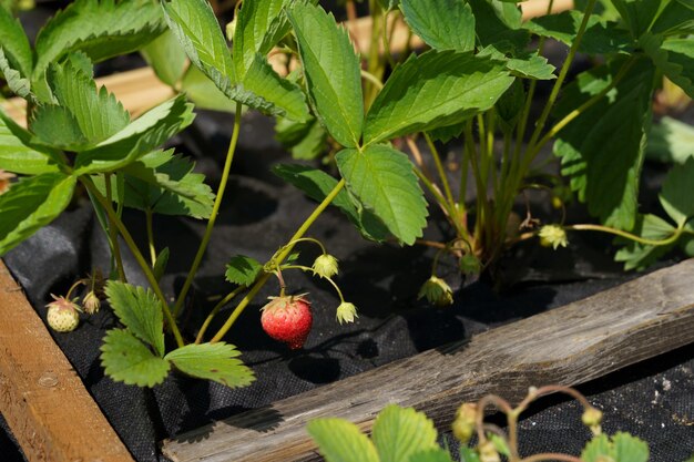 Close-up of strawberry growing on plant