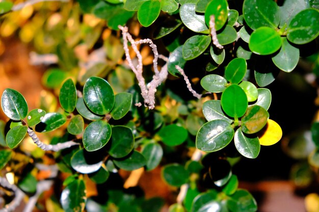 Photo close-up of strawberry growing on plant