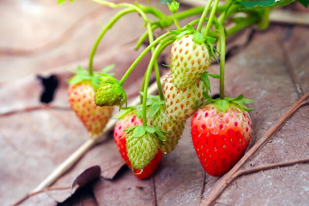 Close-up of strawberry growing on plant