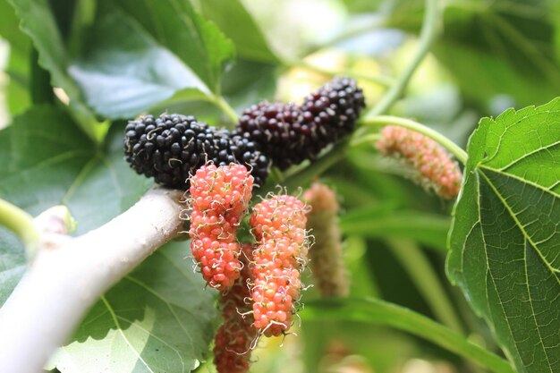 Close-up of strawberry growing on plant