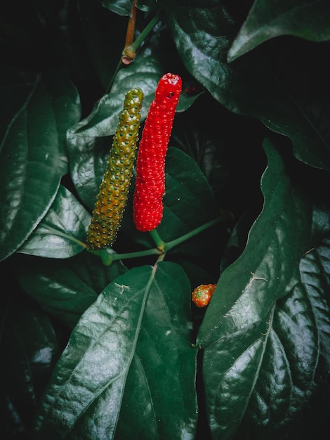 Photo close-up of strawberry growing on plant