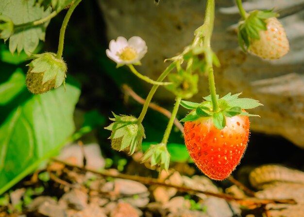 Photo close-up of strawberry growing on plant