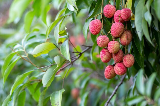 Close-up of strawberry growing on tree