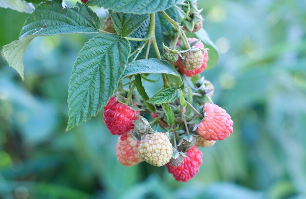 Photo close-up of strawberry growing on tree