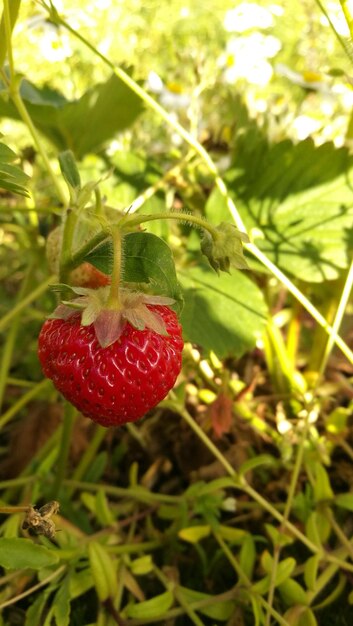 Close-up of strawberry growing on tree