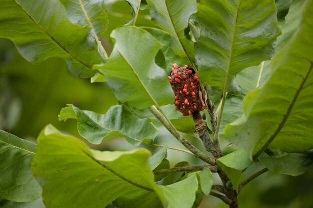 Close-up of strawberry growing on tree