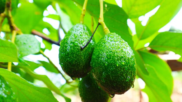 Close-up of strawberry growing on tree