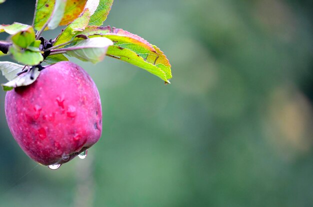 Close-up of strawberry growing on tree