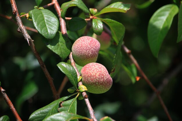 Close-up of strawberry growing on tree