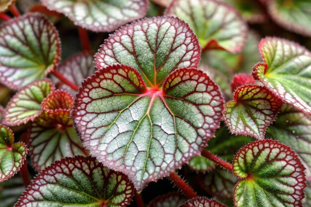 close up of strawberry leaf