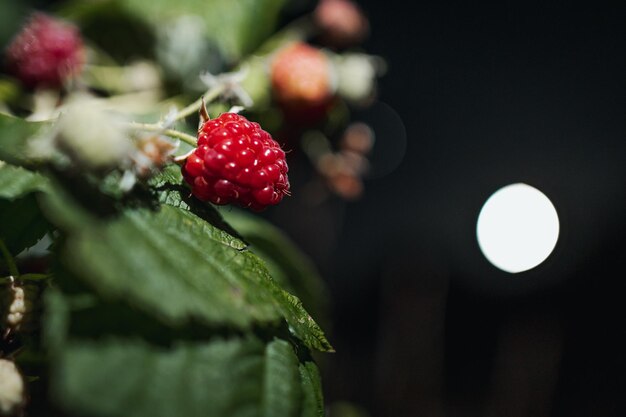 Foto prossimo piano della fragola sulla pianta