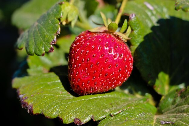 Close-up of strawberry on plant