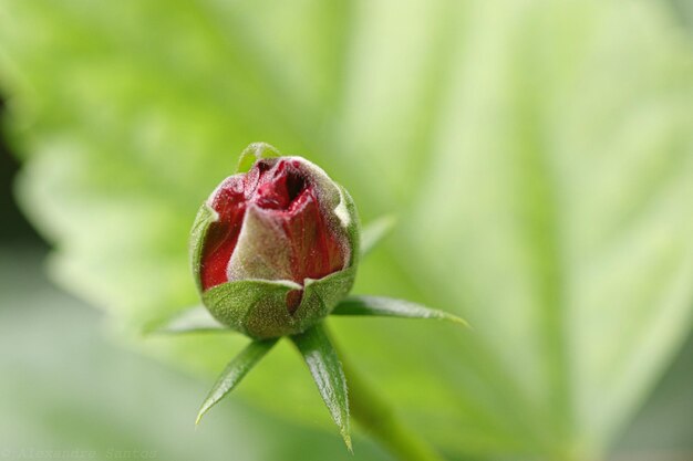 Photo close-up of strawberry on plant