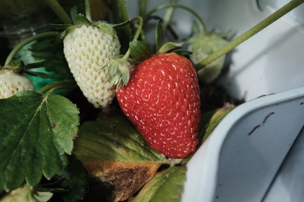 Foto prossimo piano della fragola sulla pianta