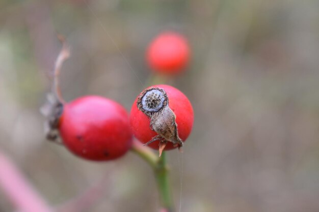 Close-up of strawberry