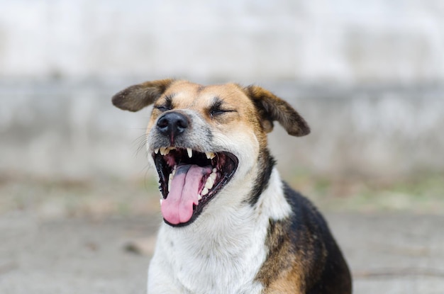 野外でうなずく放浪犬のクローズアップ