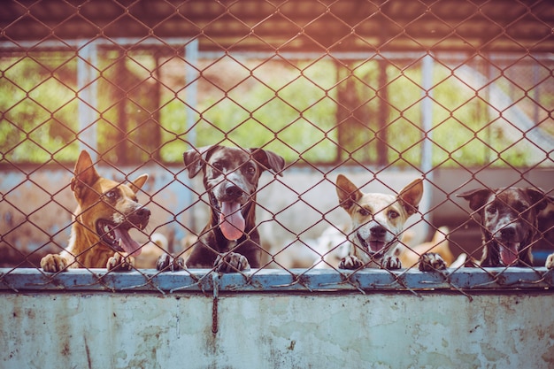 Close up stray dogs. Abandoned homeless stray dogs is lying in the foundation.